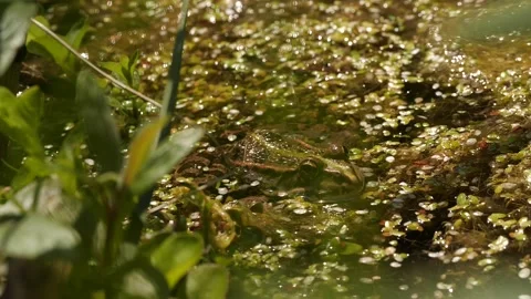 Frog sitting in water Stock Footage 136305394