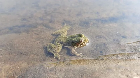 A frog is sitting in the water. Stock Footage 161572527