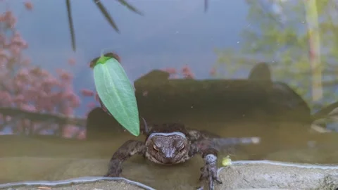 The Frog Is Sitting In The Water Stock Footage 200397925
