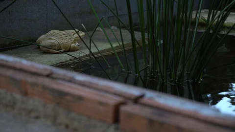 Frog sitting on a white brick. frog in pond is resting Stock Footage 123803084