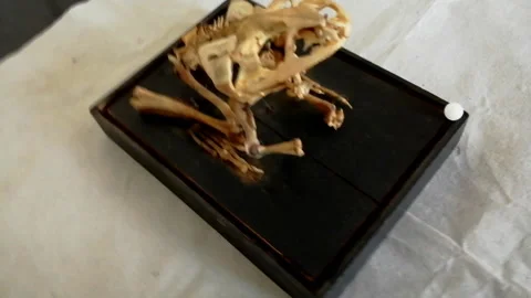 Frog Skeleton Stock Footage 175304238