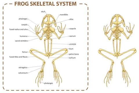 Frog - skeleton Stock Illustration