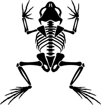 Frog skeleton, minimal simple vector illustration イラスト素材