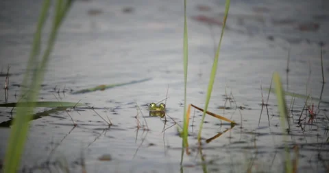 Frog in a small lake in slomotion Video stock 38017980
