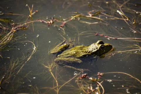 Frog in a small pond Foto stock
