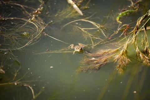Frog in a small pond Foto stock