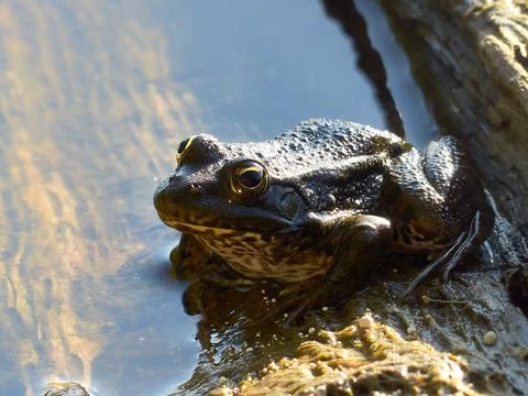 Frog on a snag. Stock Photos