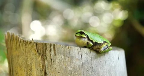 Frog song Video stock 130887851