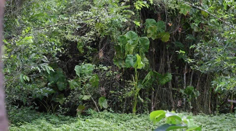 Frog sounds in Colombia swamp Stock-Footage 24974886