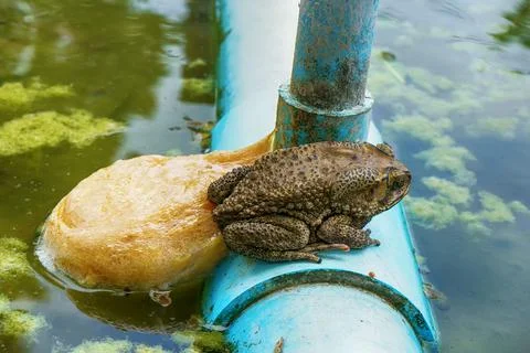 Frog spawn and Asian black-spined toad in the pond in the park Stock Photos
