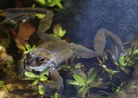 Frog spawn and a toad in a small tarn Stock Photos