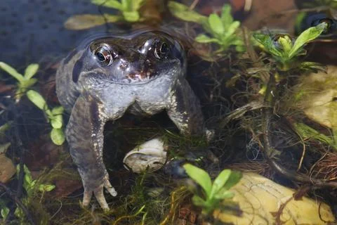 Frog spawn and a toad in a small tarn Stock Photos