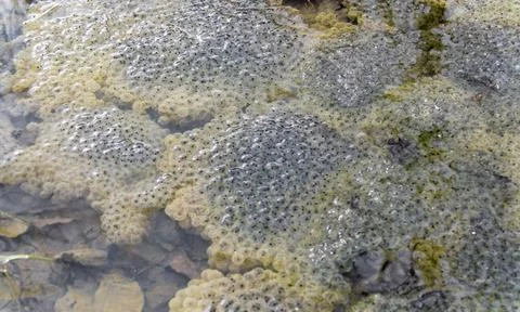 Frog spawn closeup closeup shot showing lots of frog spawn at early spring... Stock Photos
