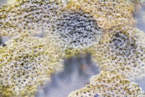 Frog spawn closeup closeup shot showing lots of frog spawn at early spring... Stock Photos