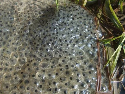 Frog spawn closeup fresh frog spawn closeup at early spring time Copyright... Stock Photos