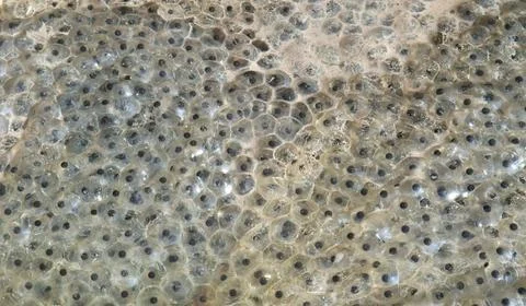 Frog spawn closeup fresh frog spawn closeup at early spring time Copyright... Stock Photos
