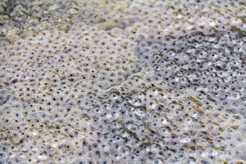 Frog spawn closeup fresh frog spawn closeup at early spring time Copyright... Stock Photos