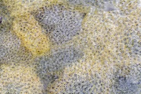 Frog spawn closeup fresh frog spawn closeup at early spring time Copyright... Stock Photos