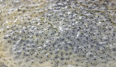 Frog spawn closeup fresh frog spawn closeup at early spring time Copyright... Stock Photos