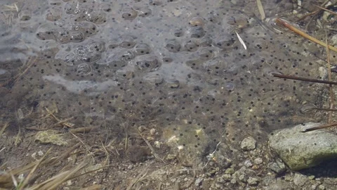 Frog Spawn Clump in Natural Mountain Pond Environment Vídeo Stock 345632862