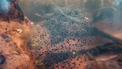Frog spawn cluster on underwater rock Stock Footage 330921249