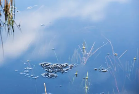 Frog spawn of the Common frog (Rana temporaria), amphibian of the year 2018, Foto stock