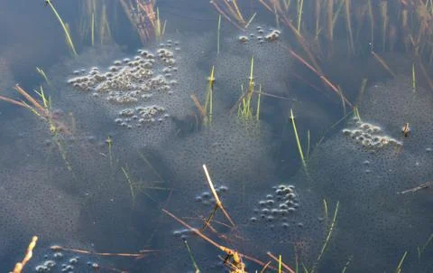 Frog spawn of the Common frog (Rana temporaria), amphibian of the year 2018, Foto stock