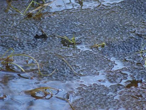 Frog spawn deposition site in a pond Foto stock