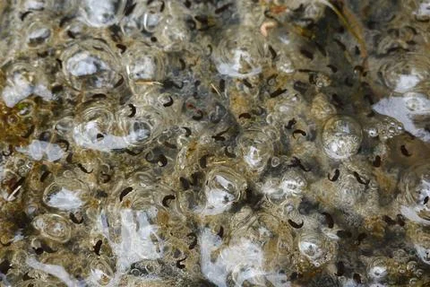 Frog spawn developing tadpoles in nature habitat Stock Photos