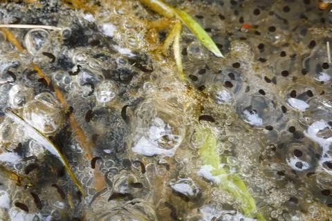 Frog spawn developing into tadpoles in pond water Foto stock