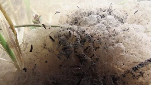 Frog spawn during mating season Stock Footage 170379389