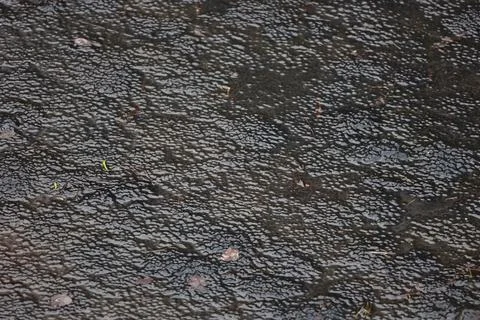 Frog spawn eggs floating in a pond during spring close up Stock Photos