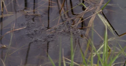 Frog spawn floating in a pond at national park Stock Footage 87885597