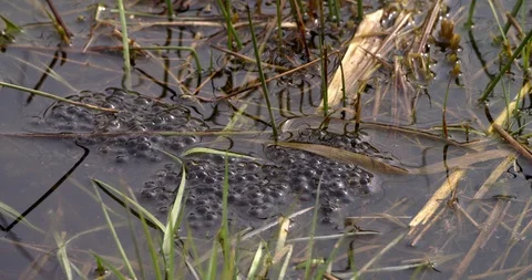 Frog spawn floating in a pond at national park Netherlands Stock Footage 87886604