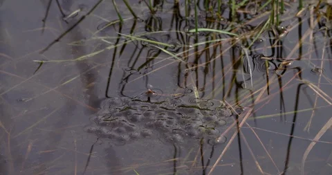 Frog spawn floating in a pond at national park Netherlands Stock Footage 87902762