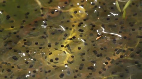 Frog spawn Stock Footage 37847547