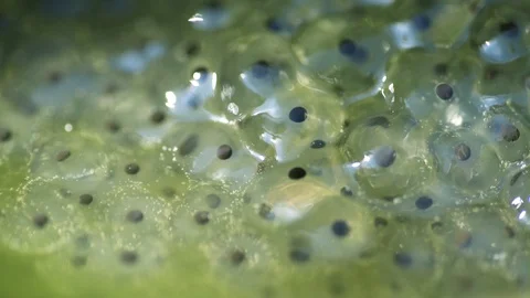 Frog Spawn Stock Footage 105588749