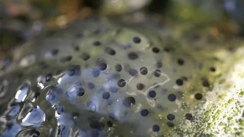 Frog Spawn Stock Footage