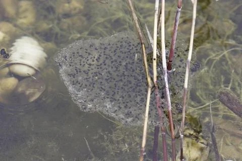 Frog spawn, frog spawn Foto stock