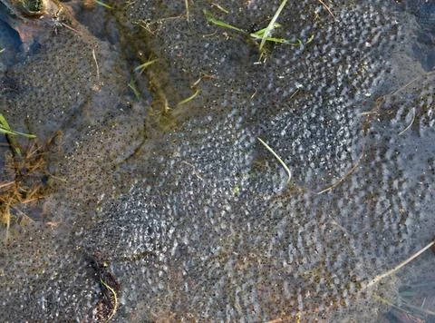 Frog spawn lots of frog spawn seen from above Copyright: xZoonar.com/Achim... Stock Photos