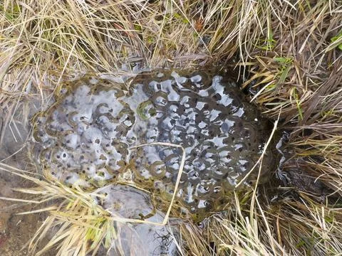 Frog Spawn in Mountain Wetland Foto stock
