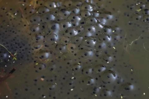 Frog spawn Stock Photos