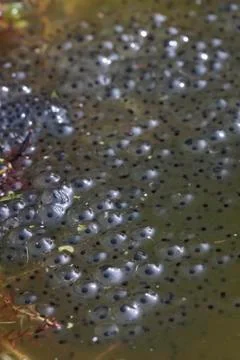Frog spawn Stock Photos