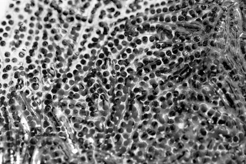 Frog Spawn Foto stock