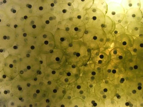 Frog Spawn Stock Photos