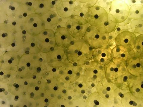 Frog Spawn Stock Photos