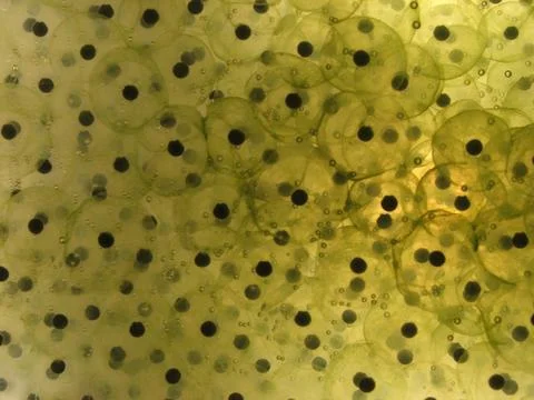 Frog Spawn Stock Photos