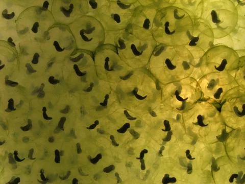 Frog Spawn Stock Photos