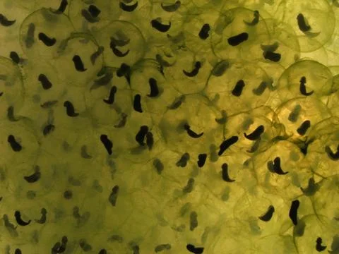 Frog Spawn Stock Photos