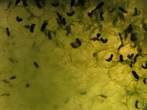 Frog Spawn Stock Photos